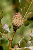 Oak artichoke gall on Pedunculate oak (Quercus robur) in july, Vaucluse, France