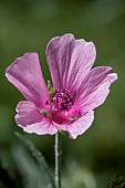 Palm-leaf marshmallow (Althaea cannabina) flower,, Vaucluse, France