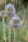 Wild teasel (Dipsacus fullonum), Vaucluse, France