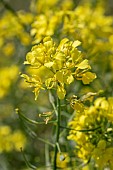 White mustard (Sinapis alba), Vaucluse, France