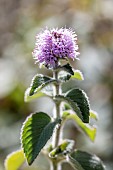 Water mint (Mentha aquatica), Cotes-dArmor, France