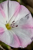 Field bindweed (Convolvulus arvensis) flower close-up, Vaucluse, France