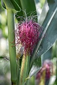 Corn silk on a growing ear of Corn (Zea mays), Cotes-dArmor, France