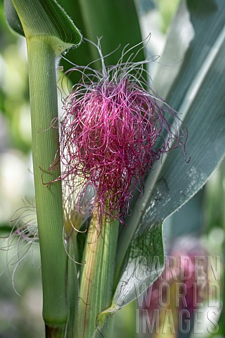 Corn_silk_on_a_growing_ear_of_Corn_Zea_mays_CotesdArmor_France
