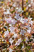 Abelia × grandiflora (= Linnaea × grandiflora)