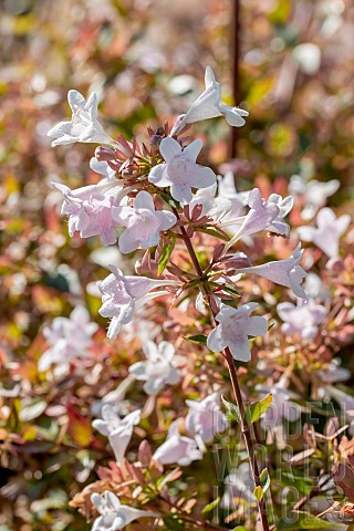 Abelia__grandiflora__Linnaea__grandiflora