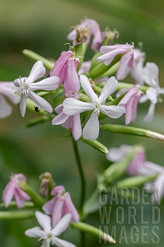 Common_soapwort_Saponaria_officinalis_flowers_Gers_France