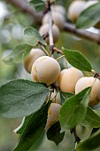 Mirabelle plums de Nancy on the tree, Gers, France