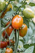 Cherry tomato Cookie