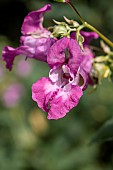 Himalayan balsam (Impatiens glandulifera) flowers, Gers, France