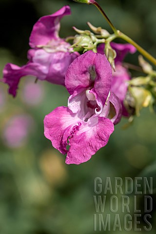 Himalayan_balsam_Impatiens_glandulifera_flowers_Gers_France