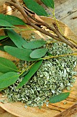 Eucalyptus: branches, dried and crushed leaves used for its benefits in infusion and inhalation