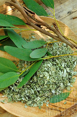 Eucalyptus_branches_dried_and_crushed_leaves_used_for_its_benefits_in_infusion_and_inhalation