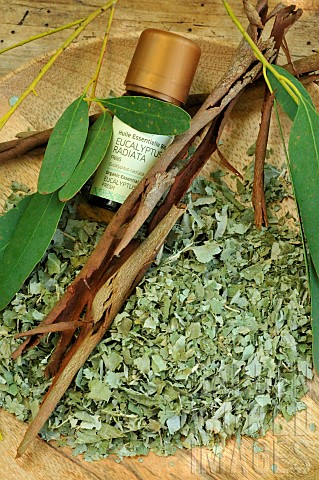 Eucalyptus_branches_dried_and_crushed_leaves_used_for_its_benefits_in_infusion_and_inhalation_bottle