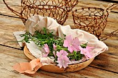 Musk mallow (Malva moschata) flowers, wild edible plant, benefits, infusion