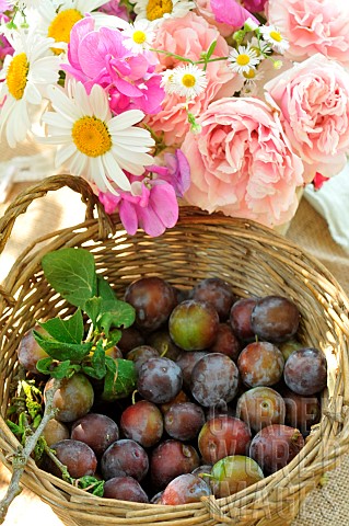 Plum_Prunus_domestica_garden_fruits_orchard_harvest_and_flower_bouquet