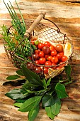 Garden harvest of cherry tomatoes (Solanum lycopersicum), bay leaves (Laurus nobilis), chives (Allium schoenoprasum) and rosemary (Salvia rosmarinus)