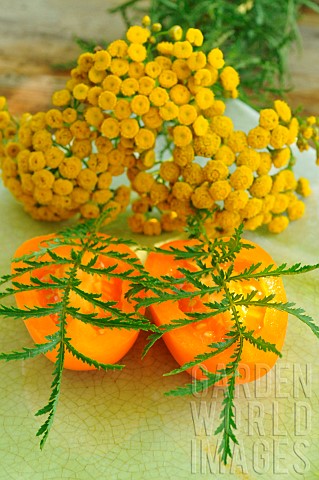 Common_Tansy_flowers_Tanacetum_vulgare_leaves_for_aromatic_use_wild_plant_with_antioxidant_and_insec