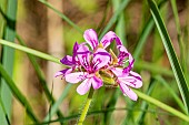 Scented leaf Pelargonium (Pelargonium Endsleigh), flowers