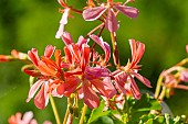 Salmon Pelargonium (Pelargonium salmoneum) flowers