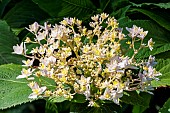 Hydrangea (Hydrangea involucrata) Yohraku tama, flowers