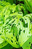 Slug attacks on Hosta Marilyn leaves