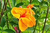 Canna Lilly, Canna Tropicanna Phasion, flowers
