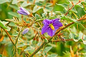 Thorny nightshade (Solanum pyracanthum) Lucifer in bloom
