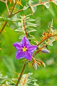 Thorny nightshade (Solanum pyracanthum) Lucifer in bloom