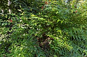Ladys Eardrops (Fuchsia brevilobis), flowers