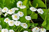 Golden Feverfew, Tanacetum parthenium Tetra White, flowers