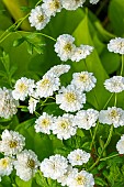 Golden Feverfew, Tanacetum parthenium Tetra White, flowers