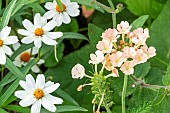 Creeping Zinnia, Zinnia angustifolia Star White and Verbena, Verbena Peaches & Cream, flowers
