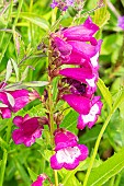 Beard-tongue, Penstemon hartwegii Arabesque Red, flowers