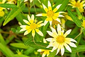 Showy Goldeneye, Heliomeris multiflora Sunsplash, flowers