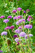 Floss Flower, Ageratum houstonianum Mexico Rouge, flowers
