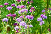 Floss Flower, Ageratum houstonianum Mexico Rouge, flowers