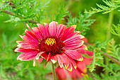 Great Blanket Flower, Gaillardia aristata Haute Bourgogne, flower