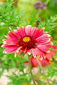 Great Blanket Flower, Gaillardia aristata Haute Bourgogne, flower