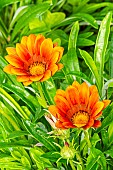 Treasure Flower, Gazania splendens Big Kiss Red, flowers