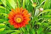 Treasure Flower, Gazania splendens Big Kiss Red, flower