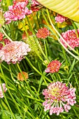 Sweet Scabious, Scabiosa atropurpurea Summer Berries, flowers