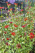 Peruvian Zinnia, Zinnia peruviana, flowers