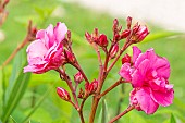 Oleander, Nerium oleander Villa Romaine, flowers