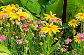 Black-eyed Susan Rudbeckia hirta Prairie Sun and Sweet Scabious, Scabiosa atropurpurea Summer Berries