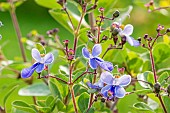 Butterfly bush, Clerodendron Ugandense, flowers