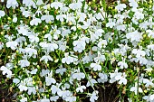 Trailing Lobelia, Lobelia erinus Palace, flowers