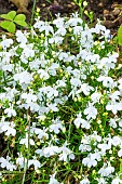 Trailing Lobelia, Lobelia erinus Palace, flowers