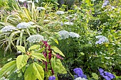 False Queen Annes Lace, Ammi visnaga, Montain Flax, Phormium Cream Delight, and Love-lies bleeding, Amaranthus caudatus Pony Tails, flowers