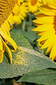 Sunflower (Helianthus annuus) leaf sprinkled with pollen under a flower head, Gers, France